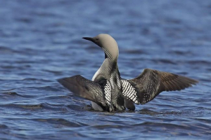 Chernozey gagara: popecija zvučnika Chernozey gagara: popecija zvučnika